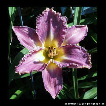 sandydennydaylily.jpg